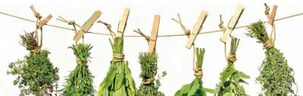 effectieve kruiden voor prostatitis